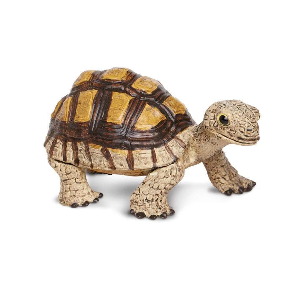 tortoise-200298_1000x1000